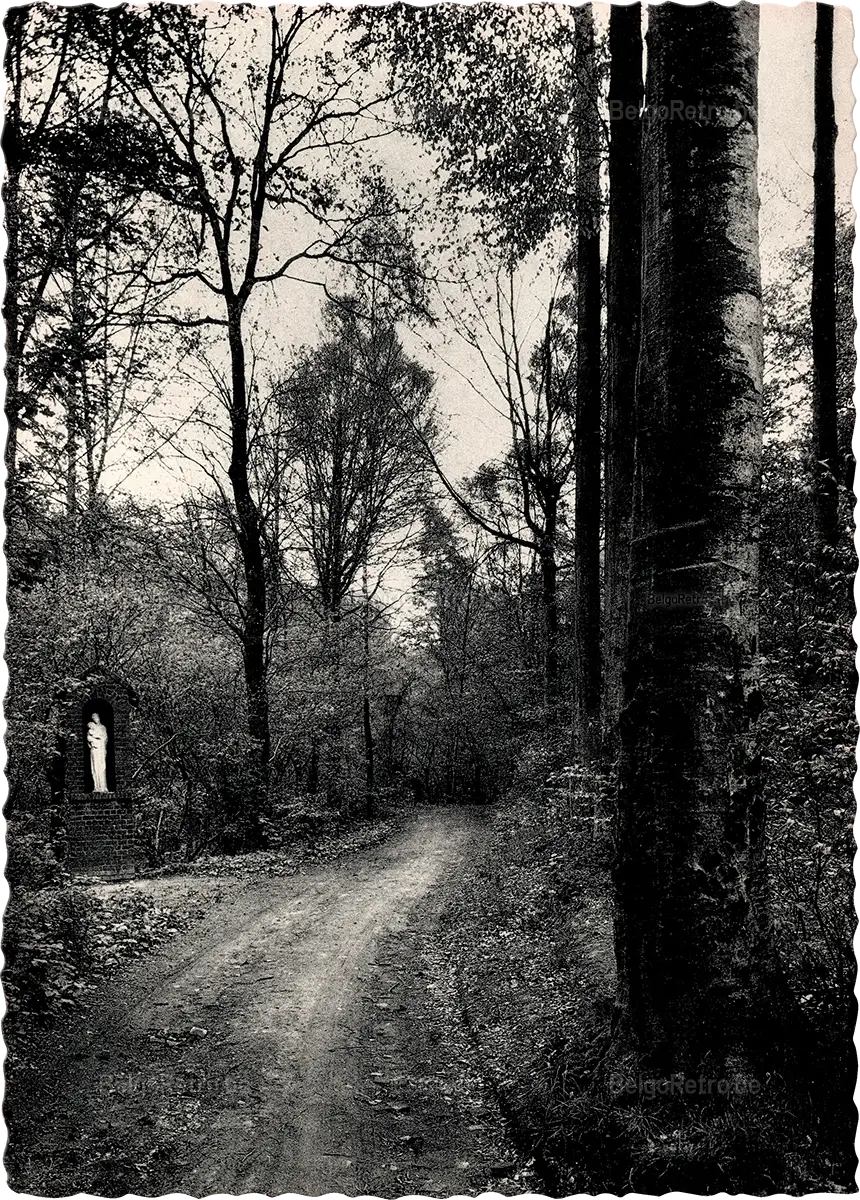   Domaine Jociste - Tourneppe Un sous-bois Kajottersdomein - Dworp De weg omhoog.  Ern. Thill, Bruxelles 